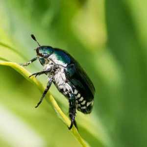 What Birds Eat Japanese Beetles
