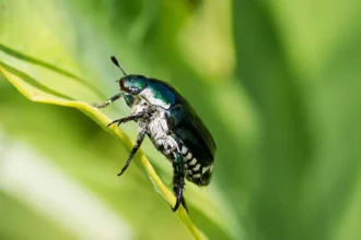 What Birds Eat Japanese Beetles