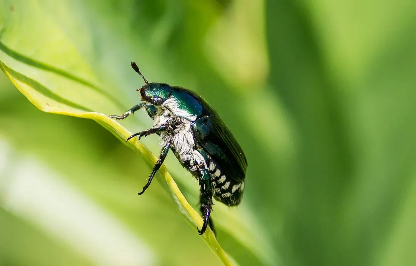 What birds eat japanese beetles Pets Coach